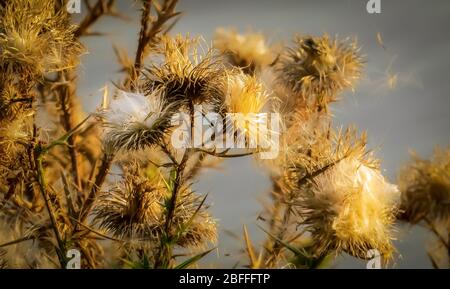 Gros plan de la fleur de chardon sec en automne Banque D'Images