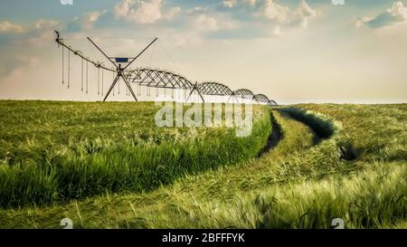 Champ de blé avec système d'irrigation et ciel bleu en arrière-plan. Banque D'Images