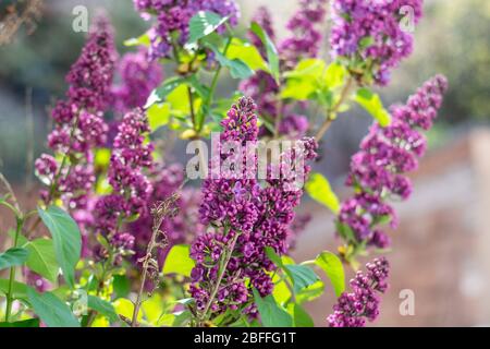 Plusieurs fleurs d'un arbre lilas se rapprochés Banque D'Images