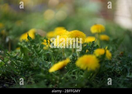 Gros plan de la fleur de Dandelion de couleur jaune fleurit dans l'herbe verte Banque D'Images