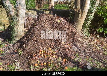 Tas de compost fait avec des feuilles mortes et des pommes pourries dans un jardin Banque D'Images