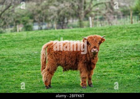 Un taureau du troupeau de Chevin de Highland Cattle, Otley Leeds Banque D'Images