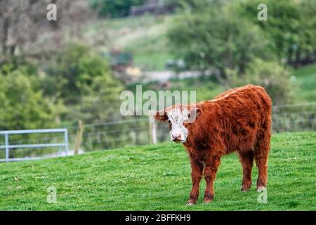 Un taureau du troupeau de Chevin de Highland Cattle, Otley Leeds Banque D'Images