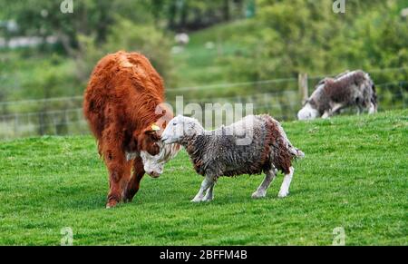 Un taureau du troupeau de Chevin des Highlands Cattle joue avec un mouton Herdwick. Banque D'Images