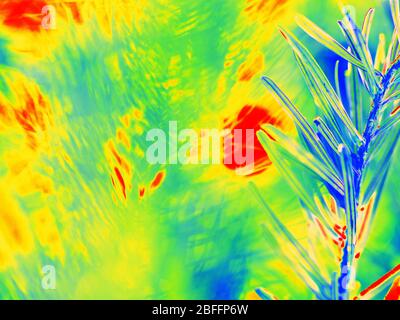 Brindilles dans la forêt de tir penchée par caméra thermique. Acquisition de rayonnement de température. Photo infrarouge ou thermographie Banque D'Images