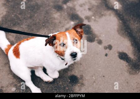 Jack Russell Dog sur la tête asseyez-vous dans la rue Banque D'Images