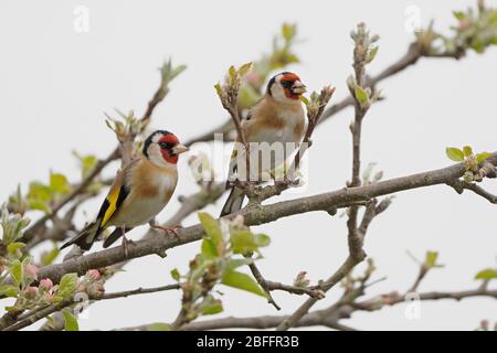 Une paire de goldfinches- Carduelis carduelis perches sur Apple Blossom-Malus. Ressort. Banque D'Images