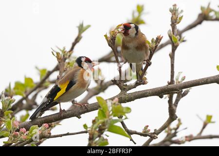Une paire de goldfinches- Carduelis carduelis, se nourrit de Apple Blossom-Malus. Ressort. Banque D'Images