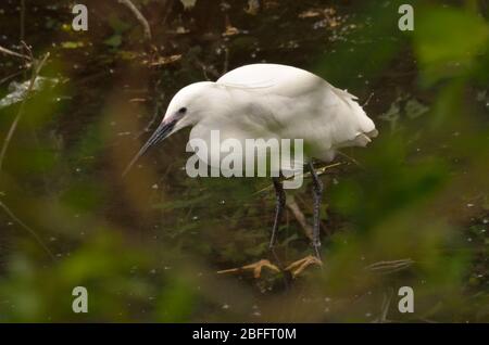 petit oiseau aigrette qui s'échine dans l'eau peu profonde de l'étang à la recherche de nourriture. Banque D'Images