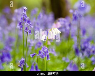 Gros plan sur les bleuets anglais blancs dans les bois anglais du Grangewood Park, East Hunsbury, Northampton, Royaume-Uni Banque D'Images