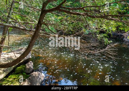 Zone de conservation de Ritchie Falls Minden Hills Algonquin Highlands Ontario Canada Banque D'Images