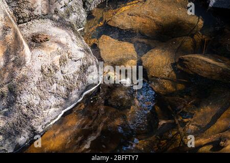 Zone de conservation de Ritchie Falls Minden Hills Algonquin Highlands Ontario Canada Banque D'Images