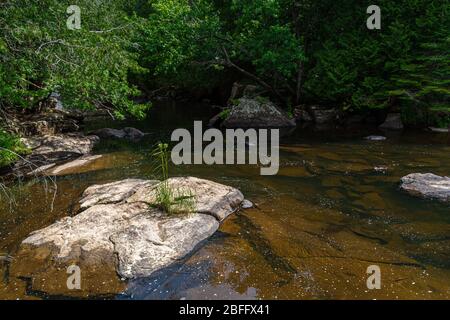 Zone de conservation de Ritchie Falls Minden Hills Algonquin Highlands Ontario Canada Banque D'Images