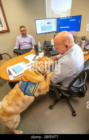 Portant sa veste officielle, un chien de confort interagit avec le personnel du service de police de Hawthorne, Californie. Banque D'Images