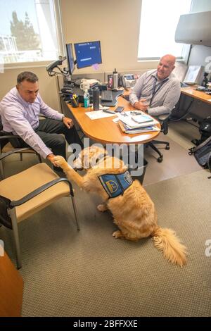 Portant sa veste officielle, un chien de confort interagit avec le personnel du service de police de Hawthorne, Californie. Banque D'Images