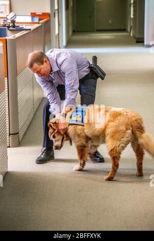 Portant sa veste officielle, un chien de confort interagit avec le personnel du service de police de Hawthorne, Californie. Noter le pistolet. Banque D'Images