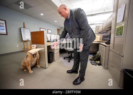 Portant sa veste officielle, un chien de confort porte un dossier lorsqu'il interagit avec le personnel du service de police de Hawthorne, en Californie. Banque D'Images