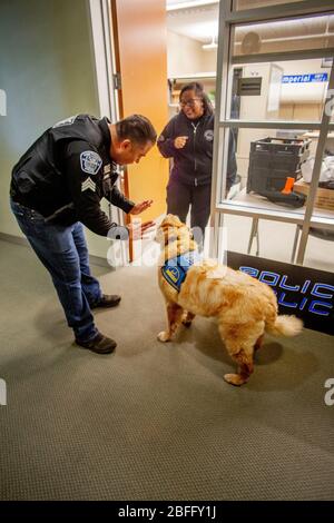 Portant sa veste officielle, un chien de confort interagit avec le personnel du service de police de Hawthorne, Californie. Banque D'Images