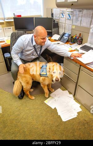 Portant sa veste officielle, un chien de confort interagit avec le personnel du service de police de Hawthorne, Californie. Banque D'Images