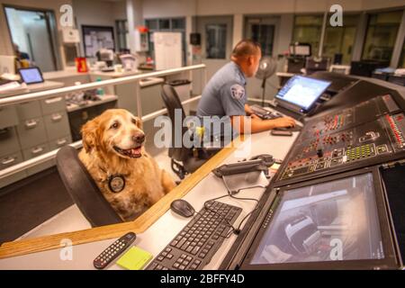 Portant sa veste officielle, un chien de confort interagit avec le personnel du service de police de Hawthorne, Californie. Banque D'Images