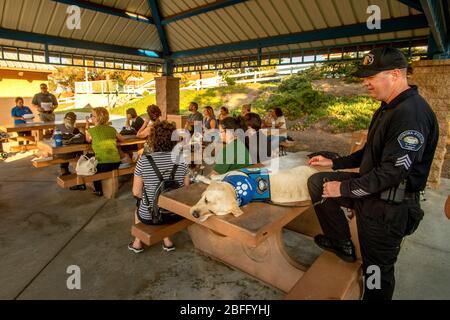 Accompagné de son maître et portant sa veste officielle, un chien Corona, CA, confort de police se détend lors d'un séminaire en plein air pour les marcheurs de chiens piétons. Banque D'Images