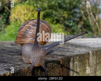 Escargot de jardin (Cornu aspersum / Helix aspersa) rampant sur un dormeur en chêne qui retient une pelouse de jardin, Wiltshire, Royaume-Uni, avril. Banque D'Images