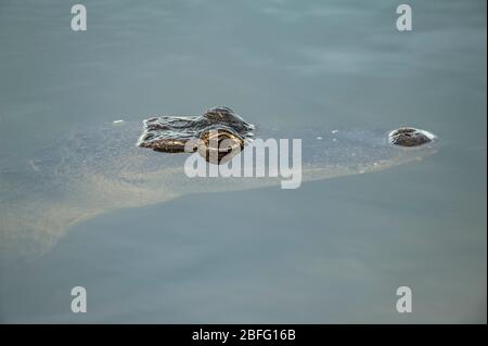 American Alligator (Alligator missippensis), Everglades NP, FL, par Dominique Braud/Dembinsky photo Assoc Banque D'Images