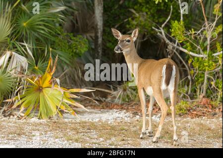 Cerf-clé (Odocoileus virginianus clavium). Big Pine Key, Florida Keys, FL, États-Unis, par Dominique Braud/Dembinsky photo Assoc Banque D'Images