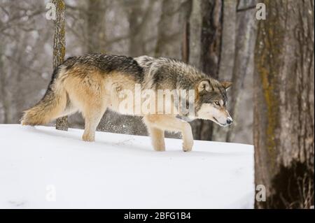 Gris Wolf, hiver, Amérique du Nord, par Dominique Braud/Dembinsky photo Assoc Banque D'Images