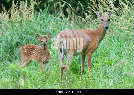 Cerf à queue blanche, doe et fraye, printemps, (Odocoileus virginianus), Amérique du Nord est, par Dominique Braud/Dembinsky photo Assoc Banque D'Images