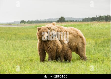 Ours brun côtier, Grizzlys (Ursus arctos), Parc National du Lac Clark et Preserve, Alaska, États-Unis, par Dominique Braud/Dembinsky photo Assoc Banque D'Images