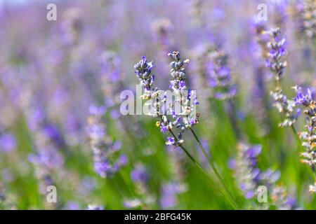 Gros plan de fleurs de lavande à Hitchin Lavender, Royaume-Uni Banque D'Images