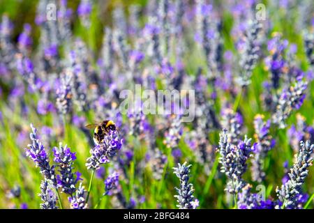 Abeille assise sur une fleur de lavande, Hitchin Lavender, Royaume-Uni Banque D'Images