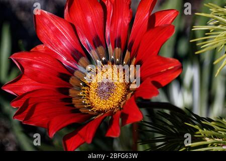 Gazania stendens Takatu Rouge. Fleurs rouges profondes tamisées avec un oeil central contrasté de jaune, crème et noir, plus vert profond, beau feuillage Banque D'Images