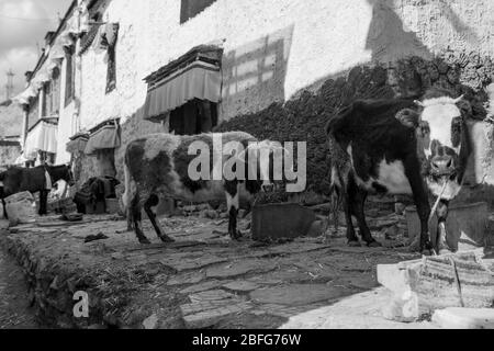 Le bétail est conservé dans le format des maisons du propriétaire, Gyantse, Tibet Banque D'Images