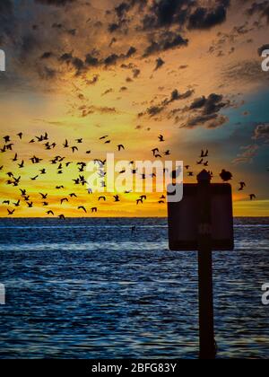 Coucher de soleil spectaculaire sur la côte de la Floride avec un troupeau d'oiseaux volant par un signe. Silhouette avant soleil orange vif et océan sombre. Aucune personne visible. Banque D'Images