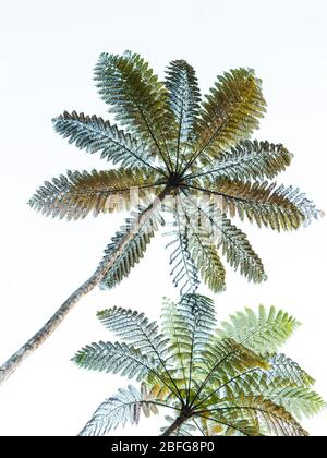 Arbre de Fijian fern Cyathea decurrens, connu localement sous le nom de balabala.; île de Qamea, Fidji. Banque D'Images