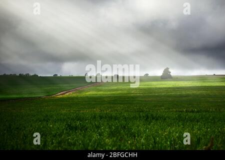 Prairie verte éclairée par des rayons de soleil épiques lors d'une journée de tempête à San Luis, en Argentine. Banque D'Images