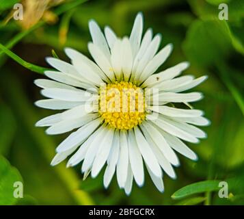 Macro-shot d'une marguerite fleuris Banque D'Images