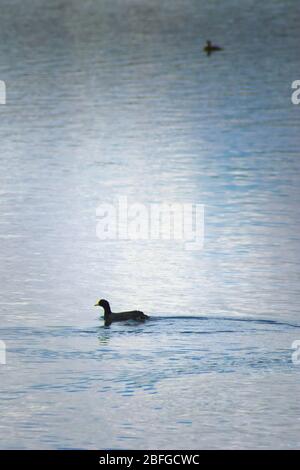 Picoot à garrots rouges (Fulica armillata) nageant dans les eaux du lac la Floride, à San Luis, en Argentine. Banque D'Images