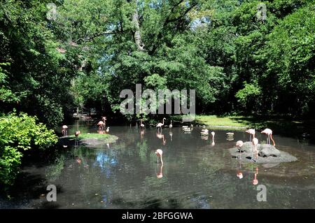 Bronx, New York, USA 3 septembre 2013 une vue générale de l'atmosphère de Flamingos au zoo de Bronx le 3 septembre 2013 à Bronx, New York, USA. Photo de Barry King/Alay stock photo Banque D'Images