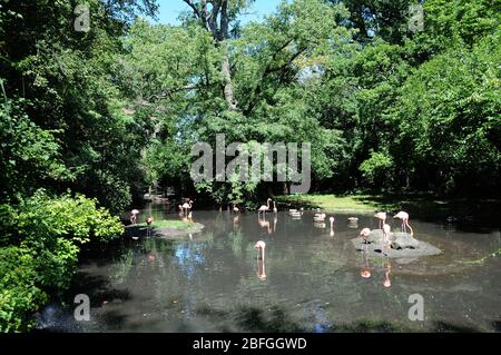 Bronx, New York, USA 3 septembre 2013 une vue générale de l'atmosphère de Flamingos au zoo de Bronx le 3 septembre 2013 à Bronx, New York, USA. Photo de Barry King/Alay stock photo Banque D'Images