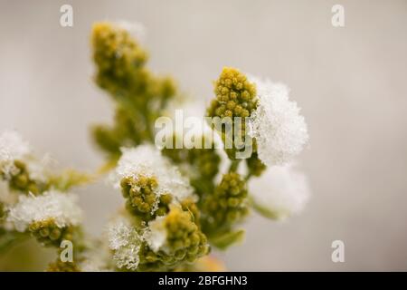 Bourgeons verts sur un buisson lilas (Syringa vulgaris) recouvert de neige en avril à Acton, Massachusetts, États-Unis. Banque D'Images