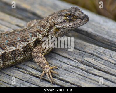 Un gros plan d'un lézard de clôture ouest (Scoloporus occidentalis bocourtii) sur un journal près d'Elkhorn Slough en Californie. Banque D'Images