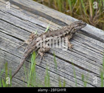 Un lézard de clôture de la zone côtière (Scoloporus occidentalis bocourii), une sous-espèce de lézard de clôture ouest, sur un bois près de Elkhorn Slough en Californie. Banque D'Images