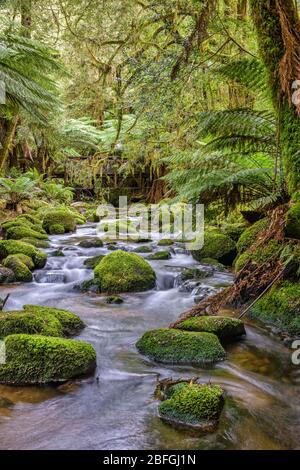 Faites le plein d'eau autour de rochers couverts de mousse dans la forêt tropicale tempérée luxuriante de la gorge des chutes St columba en Tasmanie. Banque D'Images