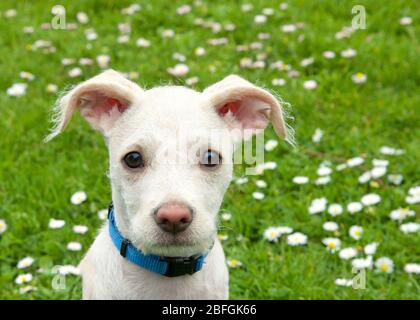 Portrait d'un adorable terrier mélanger la crème et le chiot brun clair assis dans l'herbe verte avec des marguerites en arrière-plan. Expression attentive. Banque D'Images