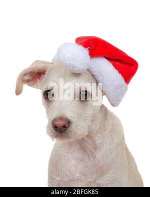 Gros plan portrait d'un adorable chiot de quatre mois à la crème et au terrier brun clair, portant un chapeau de Père Noël regardant sur le côté du spectateur. Isolé sur blanc Banque D'Images