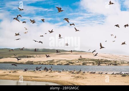 FLCK d'oiseaux sur la plage. Colonie de mouettes et pélicans bruns. Dunes de sable et beau ciel nuageux fond Banque D'Images