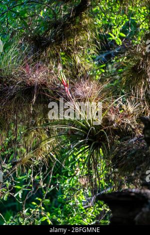 Une grande plante à fleurs en voie de disparition de Cardinal Airplant (Tillandsia fasciculata) qui pousse sur un chêne dans le parc régional de Halpatiokee, Stuart, Floride, États-Unis Banque D'Images